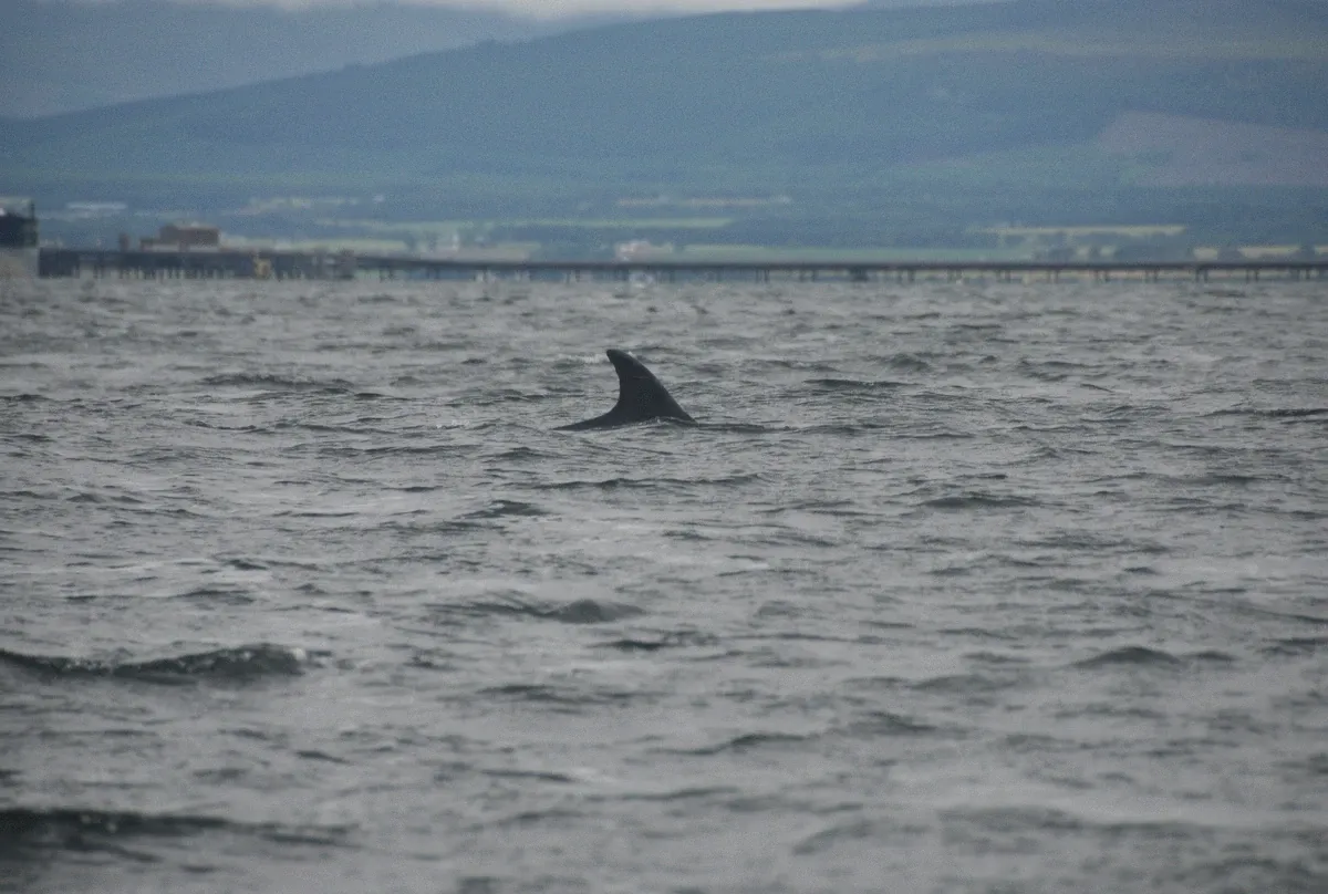 Bottlenose dolphins surfacing in open water, the species resident in the Gulf of Cagliari seen on sailing tours