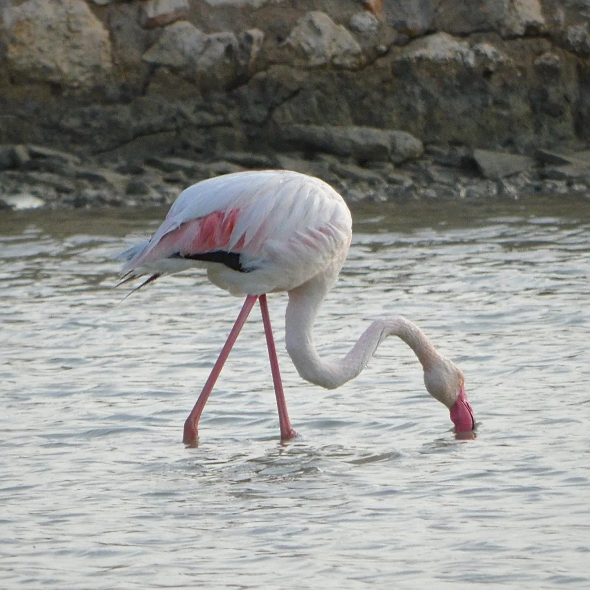 Flamingos at the Molentargius wetland behind Poetto beach in Cagliari, the off-season alternative to boat tours